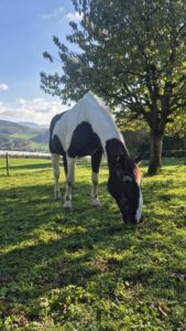 Pferd am Grasen auf der weide