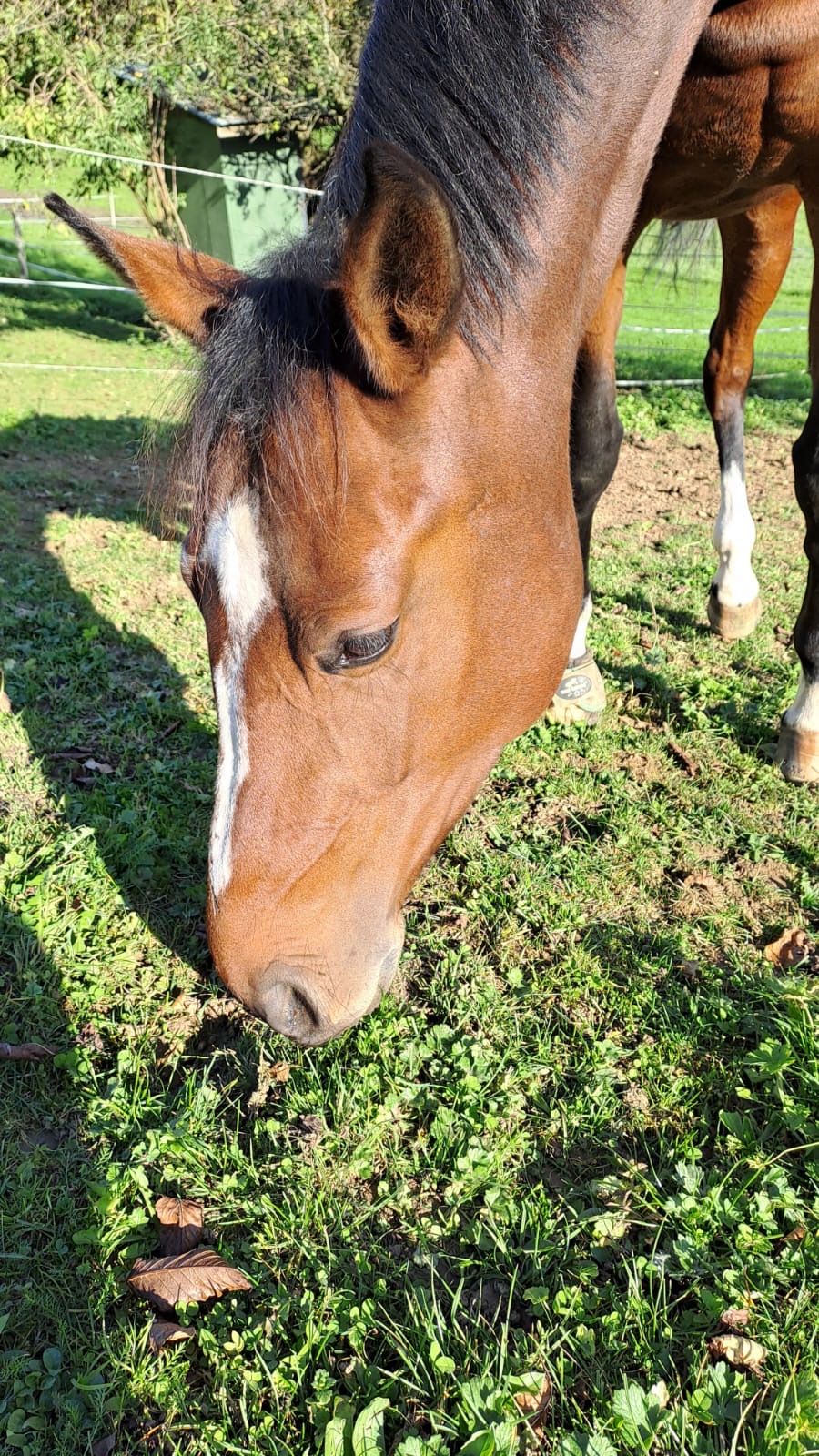 Pferd am grasen nur Kopf sichtbar.
