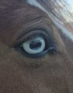 Pferdeauge