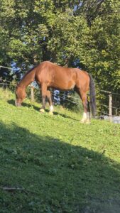 Pferd am grasen auf der Weide. Braun und schwarze Mähne. Name Cape Town