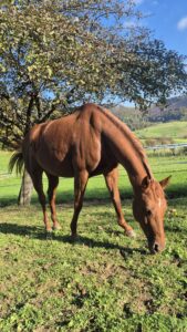 Fuchspferd am grasen auf der Weide. Name Scarlett