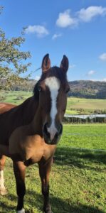 Pferd mit einem blauen und einem braunen Auge auf Wiese. Name Nizza