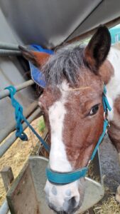 Pferdeportrait weiss braunes Fell, Pony namens Mephisto