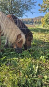 zwei Ponys, eines weisse Mähne, anderes schwarze Mähne am Grasen.