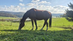 Pferd braun im Hintergrund Ormalingen auf gründer Wiese. Name ist Cape