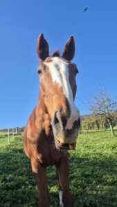 Pferd braun, weisse Blesse, auf Wiese Name Quant