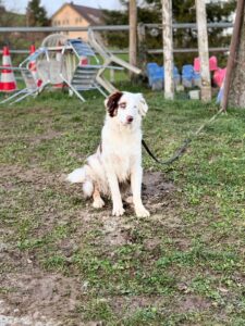 Aussie Hund weiss braun namens Mike