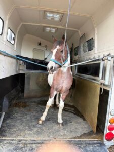 Pferd Mephisto im Trabsportanhänger.